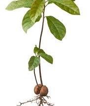 Avacado