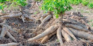 Cassava
