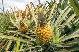 Pineapples
